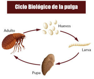 pulgas ciclo pulga biologico