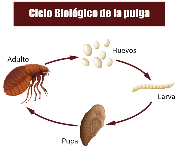 ciclo biologico pulga
