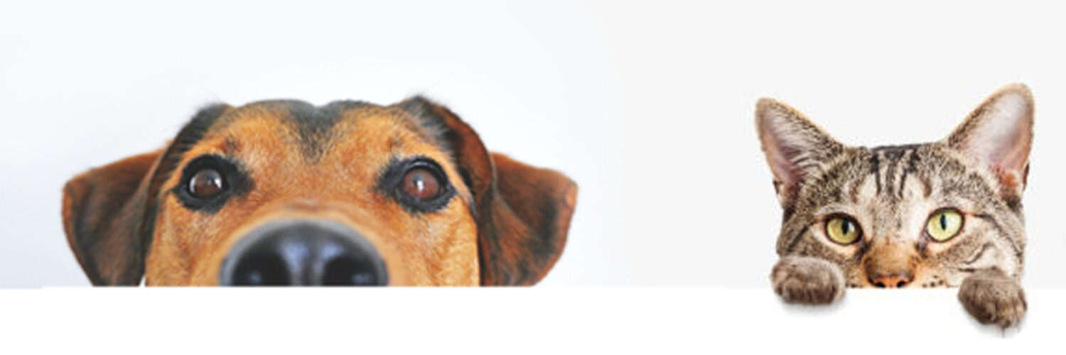 perro y gato pulgas