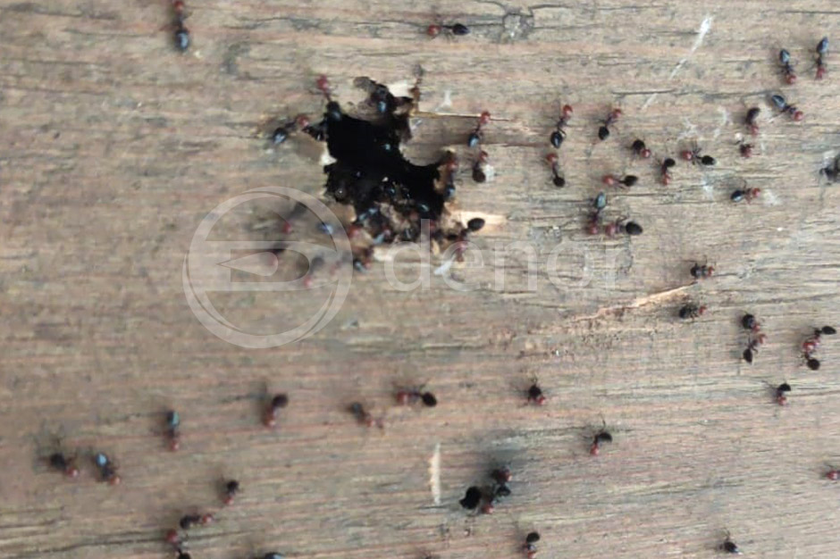 Evitar carcomas - La hormiga radical. Castellón