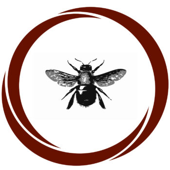 abeja carpintera