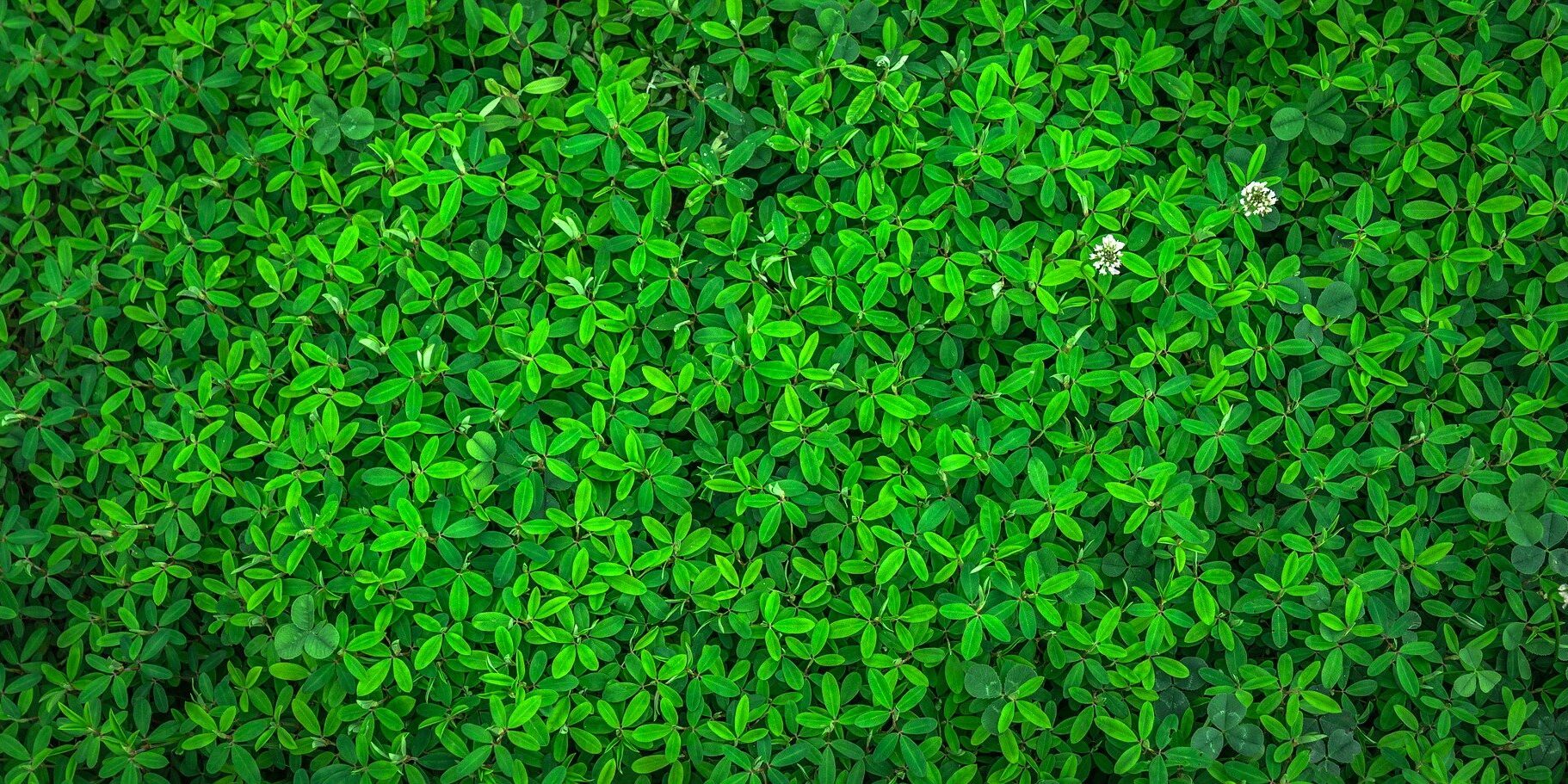 Ecologico