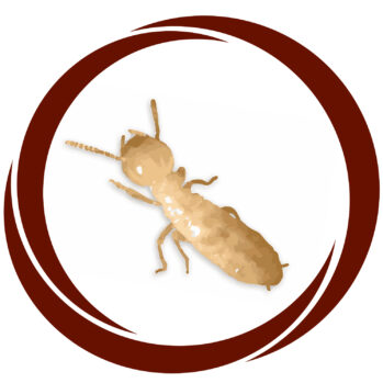 termita