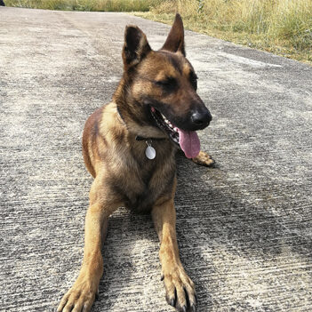 dandi - localización de chinhes