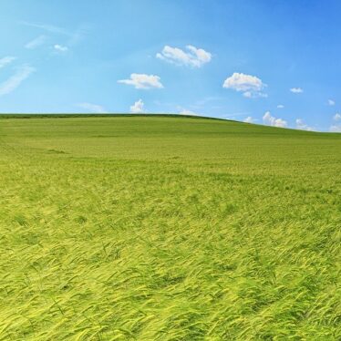 Tratamientos fitosanitarios