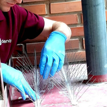 control de aves urbanas