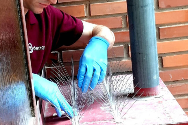 control de aves urbanas