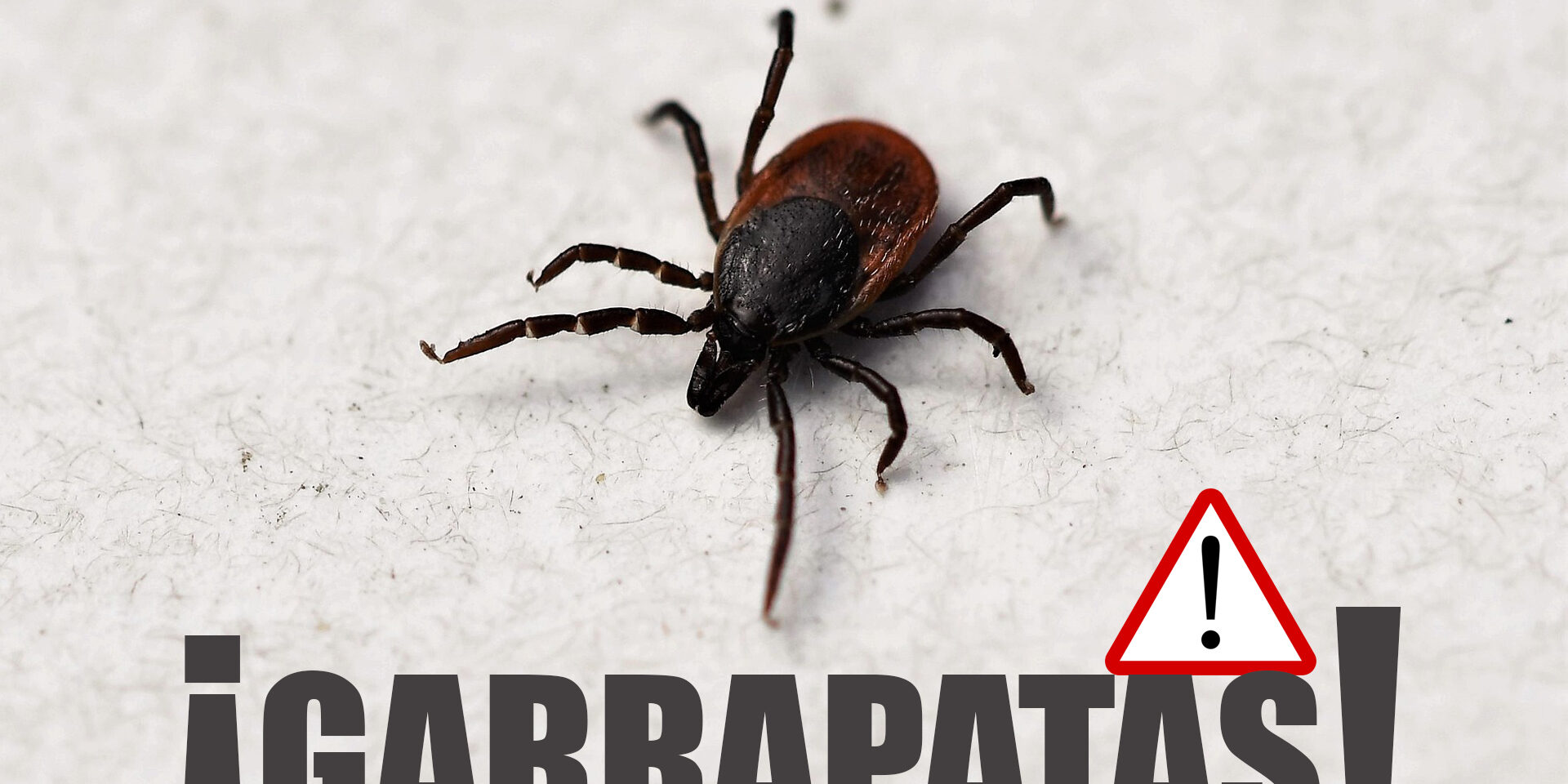 garrapata garrapata