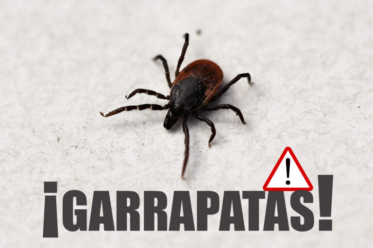 garrapata