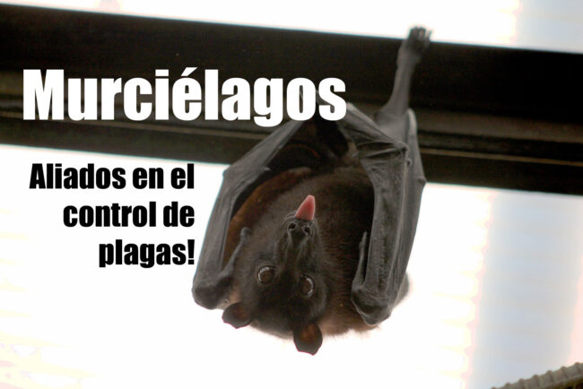MURCIÉLAGOS... aliados en el control de plagas