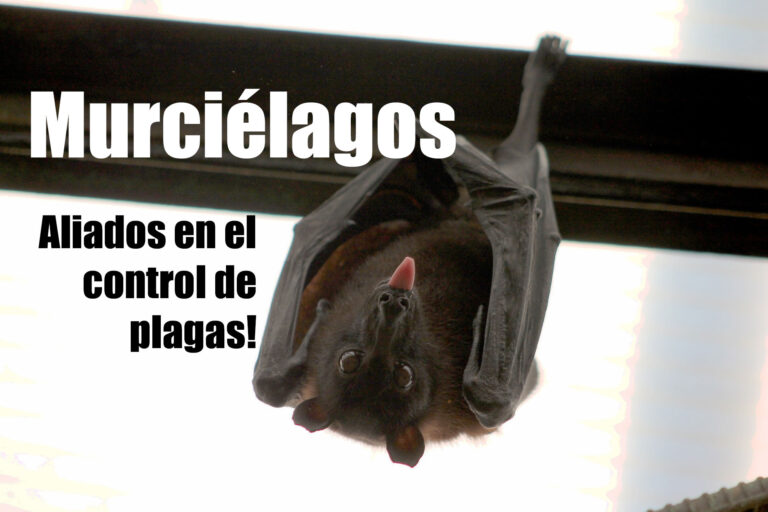 MURCIÉLAGOS... aliados en el control de plagas