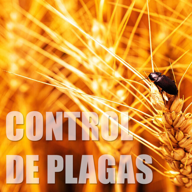 CONTROL DE PLAGAS - DIVISION DDD