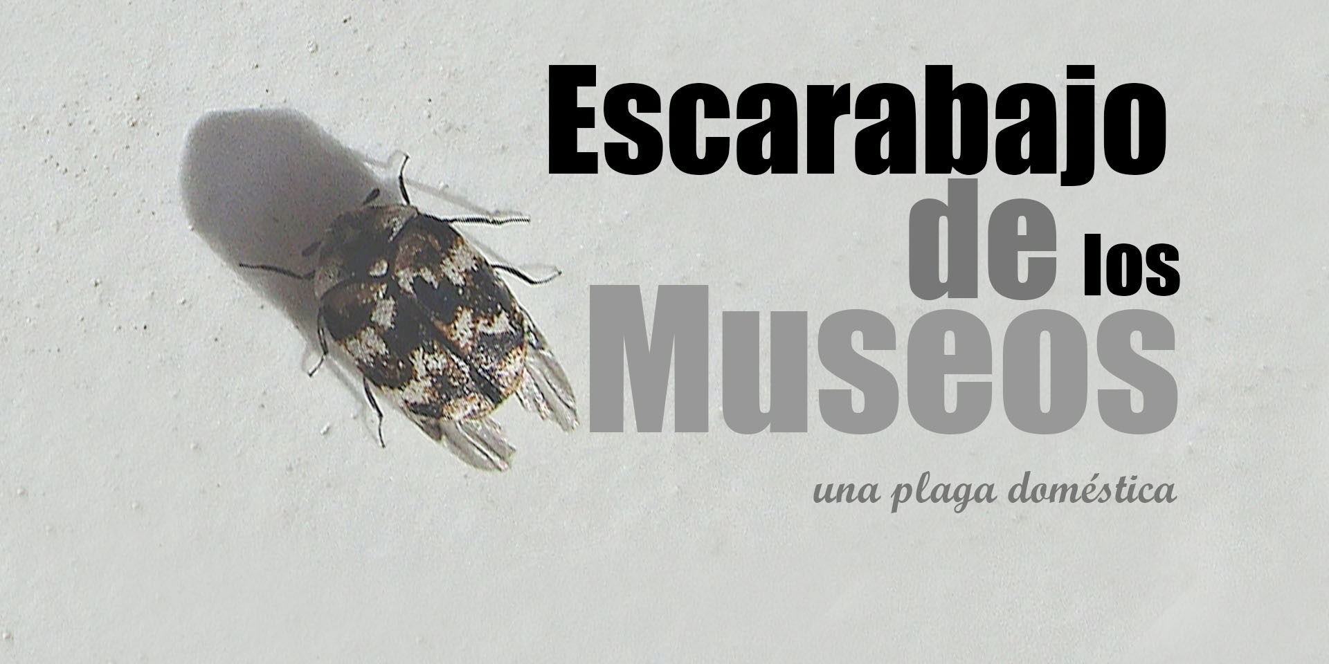 escarabajo de los museos escarabajo de los museos