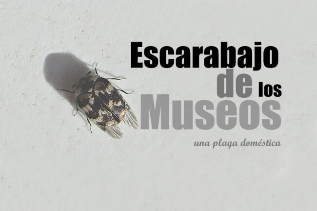 escarabajo de los museos