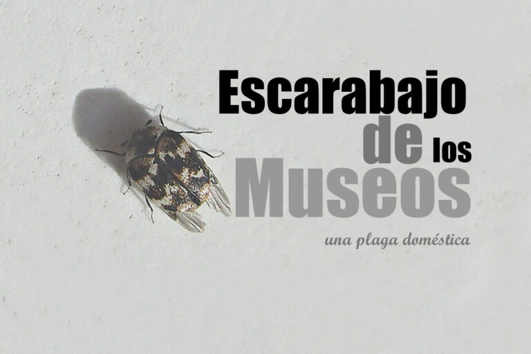 escarabajo de los museos