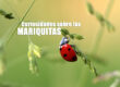 curiosidades sobre las mariquitas