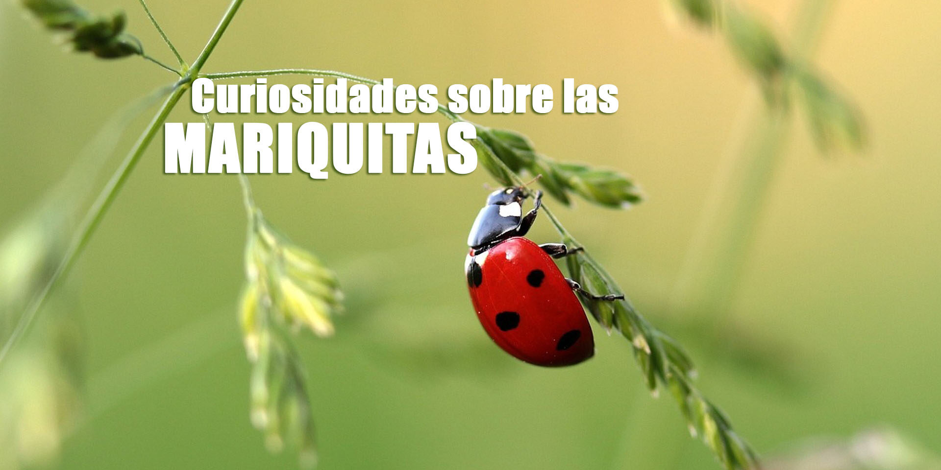 curiosidades sobre las mariquitas curiosidades sobre las mariquitas