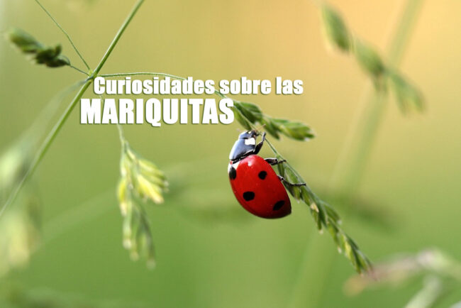 curiosidades sobre las mariquitas