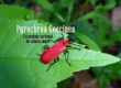 Nueva plaga en Navarra: Pyrochroa Coccinea