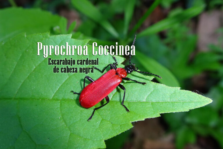 Nueva plaga en Navarra: Pyrochroa Coccinea